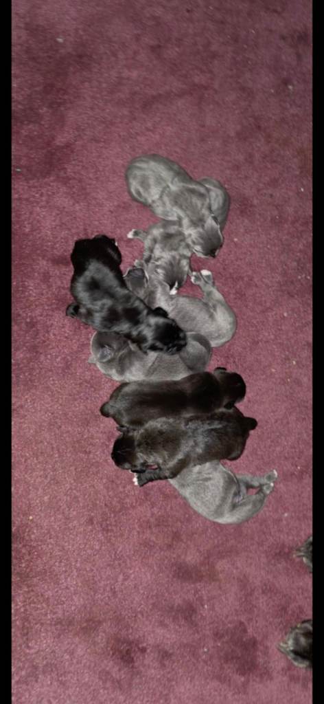 Cane corso pups 