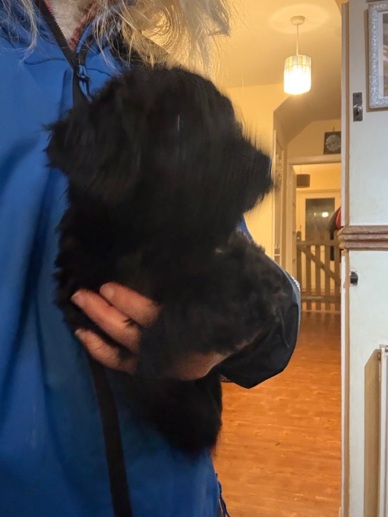 Beautiful cockerpoo cross with poodle | in Plymouth, Devon | Gumtree
