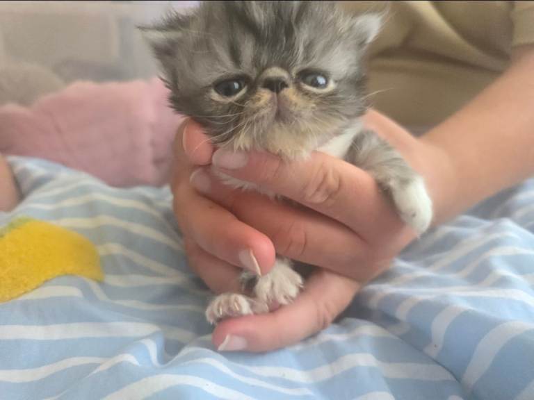 Kittens