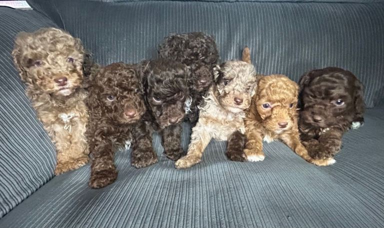 Pure Poodle Puppies 