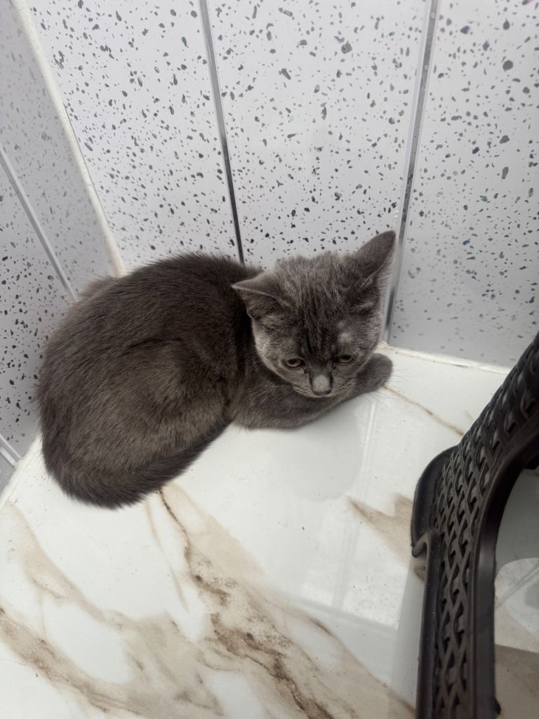 British Shorthair Kitten