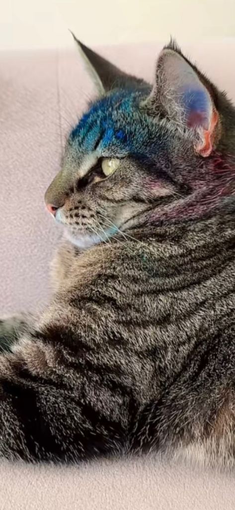 Beautiful and Friendly Female Cat for Sale🩷