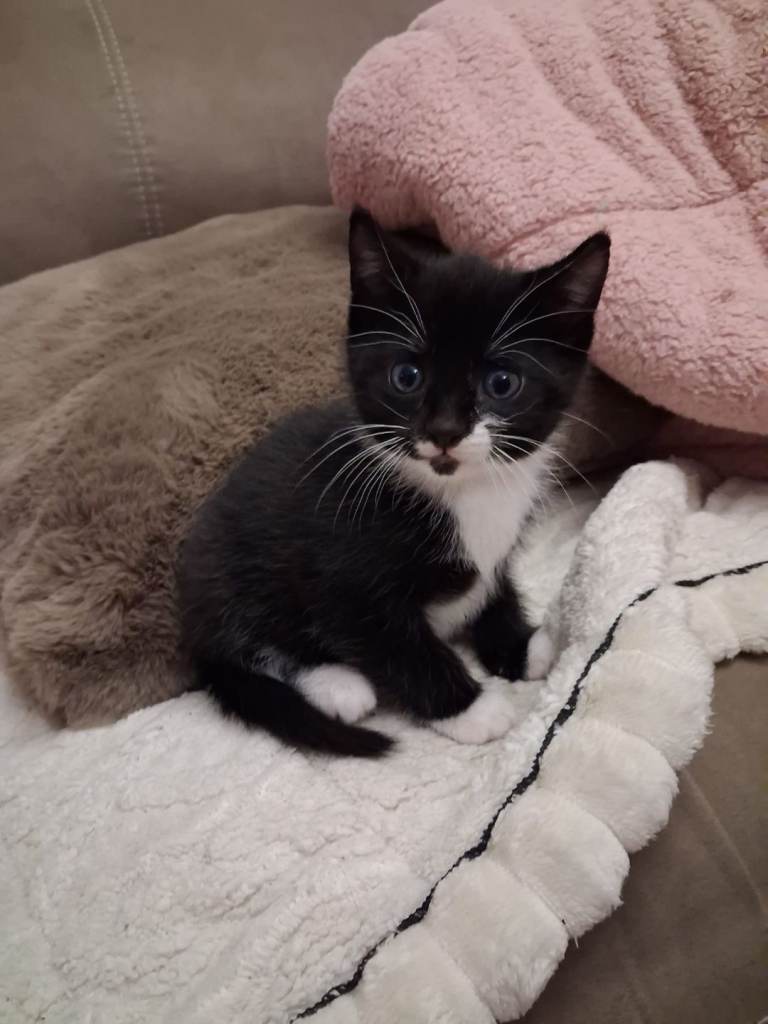 Beautiful black and white female kitten