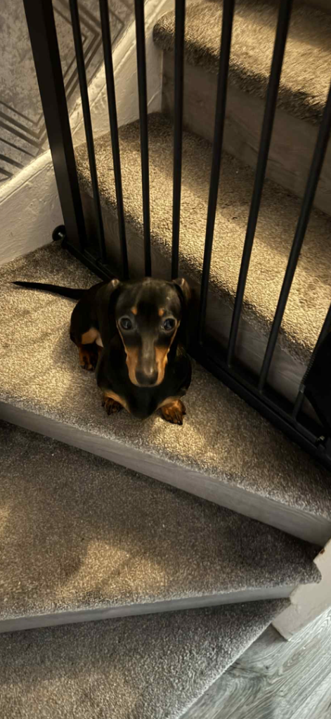 Miniature Dashboard Dog 