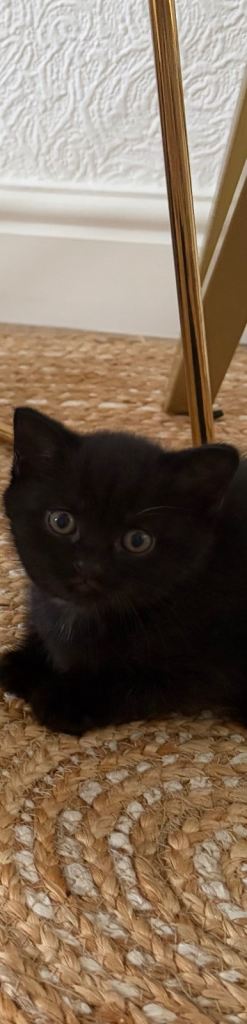 British shorthair kittens 