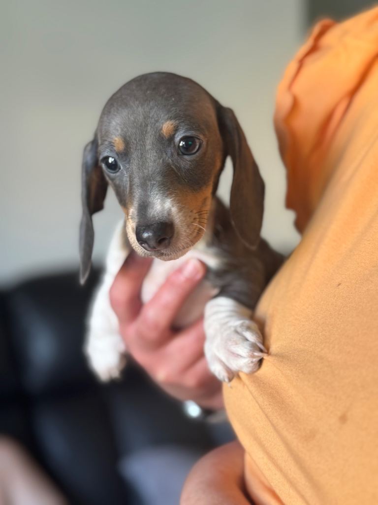 2 miniature dachshund puppies 