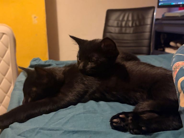 Two beautiful kittens 