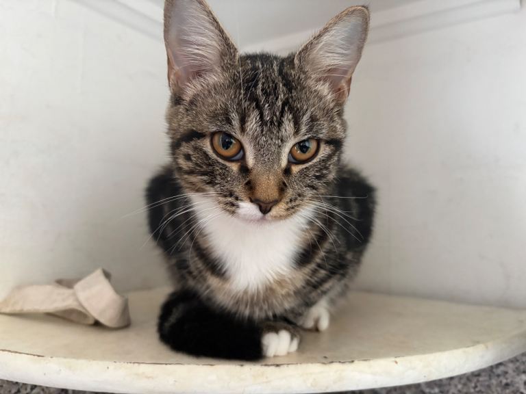 3 cats from the same litter for sale