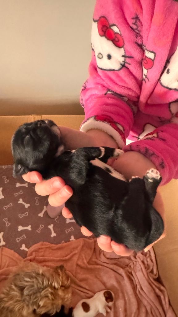 ✨🐶 BEAUTIFUL SHIH TZU PUPPIES – READY TO TAKE HOME IN JAN.✨🐶