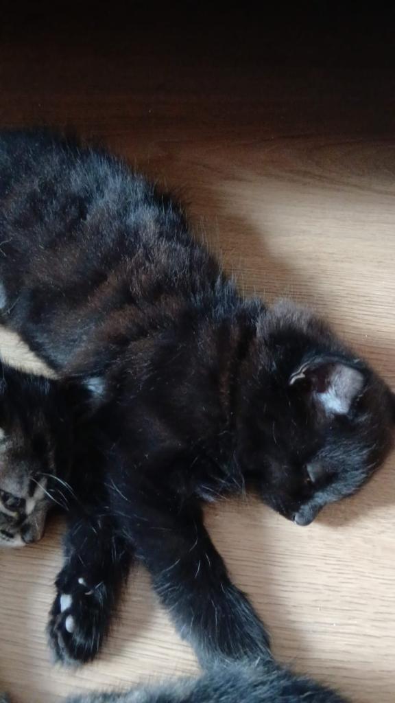 Kittens for sale