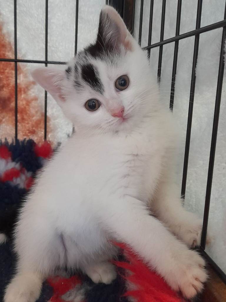 Maine coon cross kittens