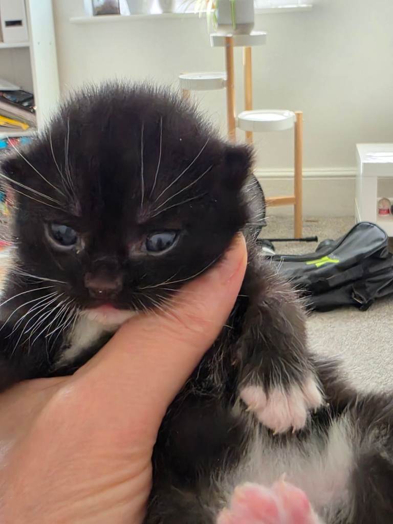 Adorable Male Kitten Looking for a Loving Home