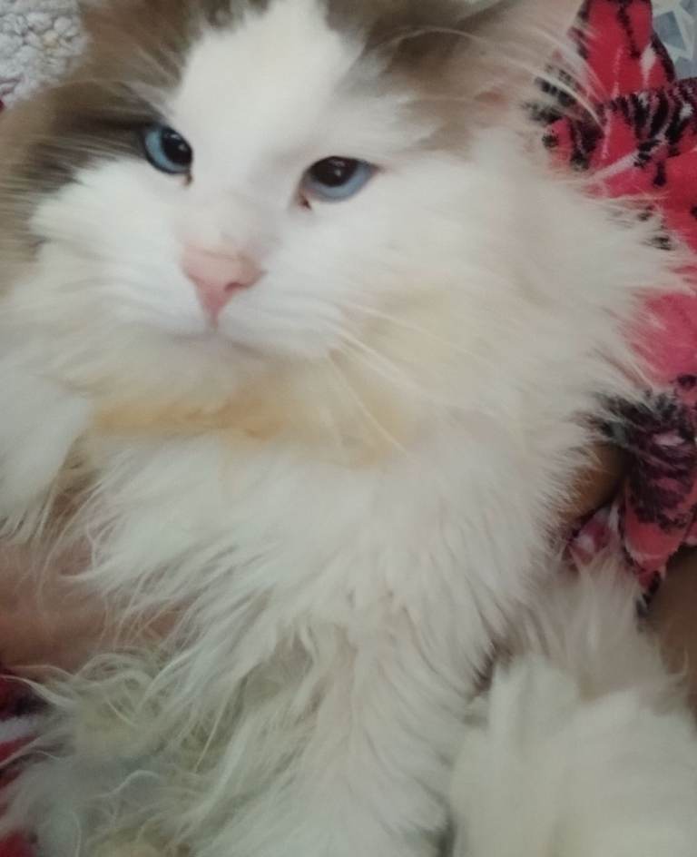 Ragdoll male