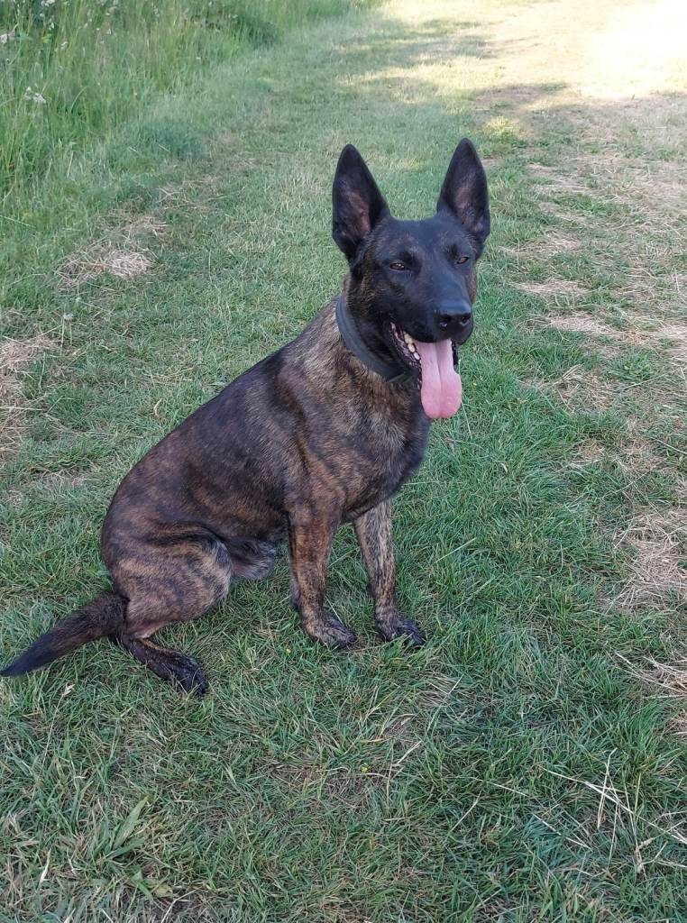 Dutch Shepherd Dog