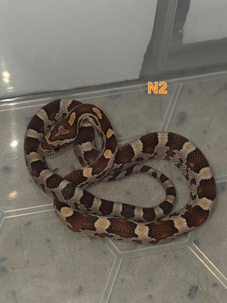Baby corn snakes 🐍 