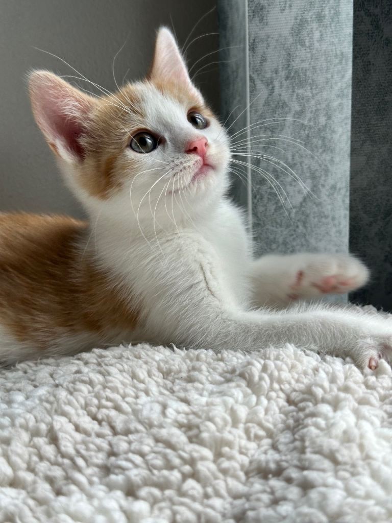 Stunning ginger and white kittens available !!!!