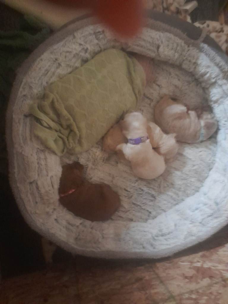 Puppies for sale 