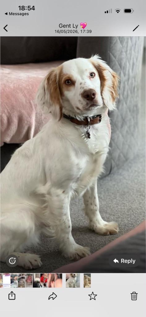 Cocker spaniel boy for sale 