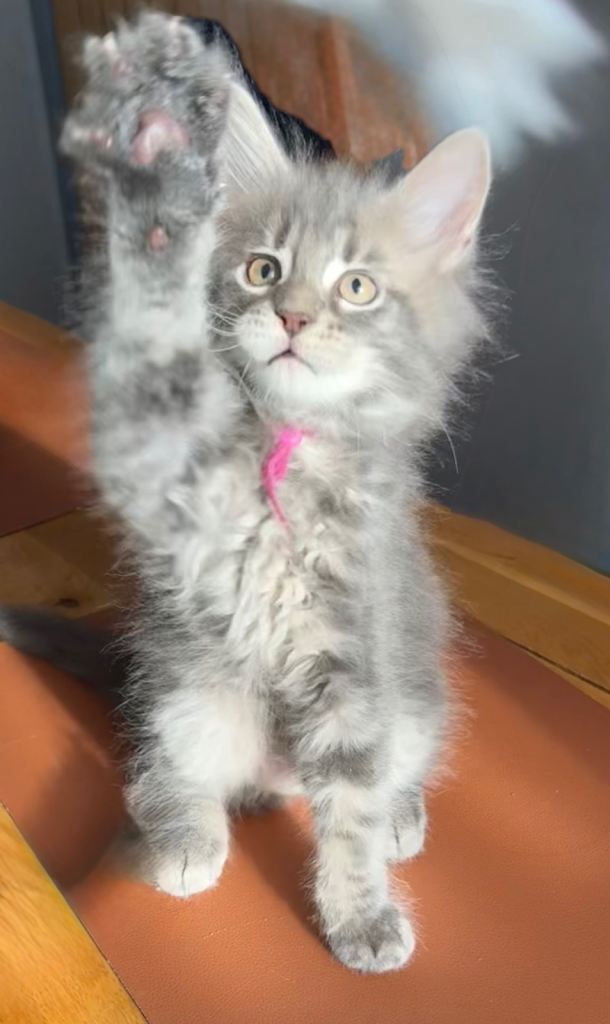 Maine Coon