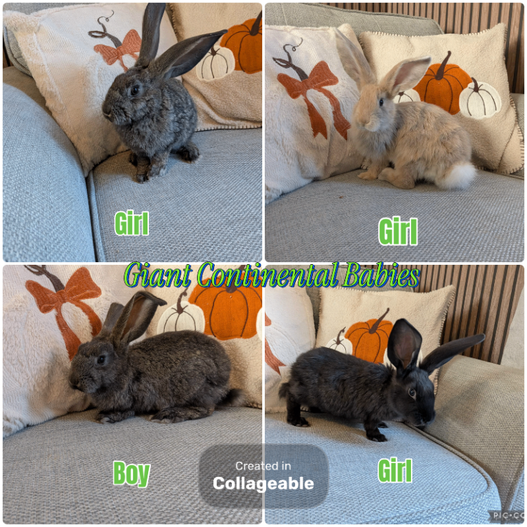  Baby continental giant  rabbits 9 weeks old 