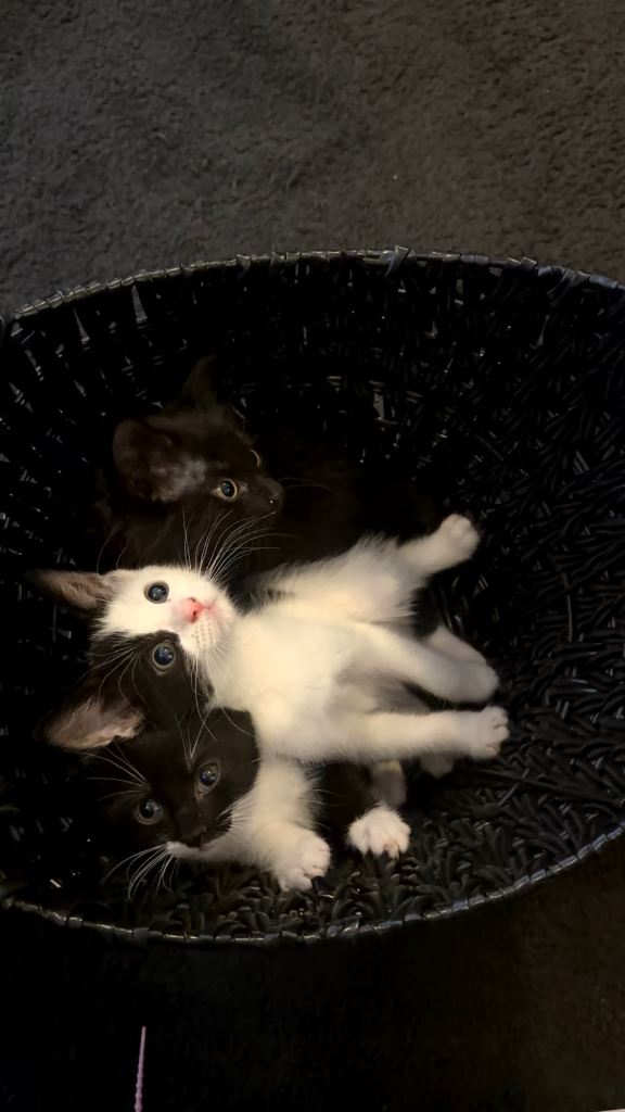 4 beautiful kittens available – loving homes wanted ❤️