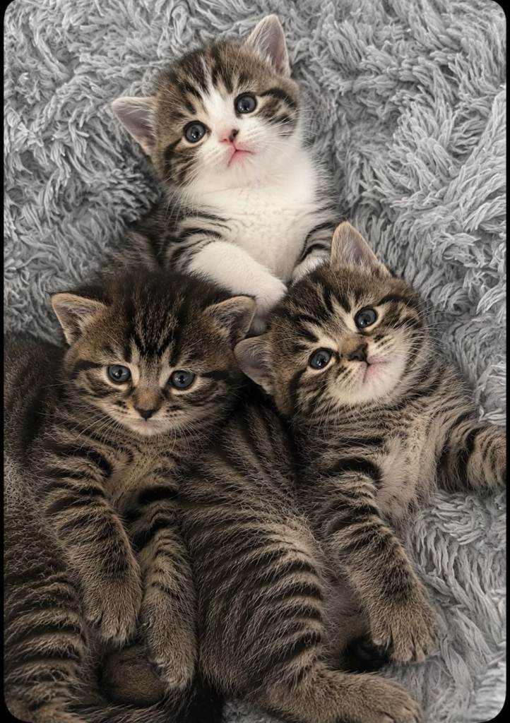 Persian Cross Tabby Kittens Beautiful 