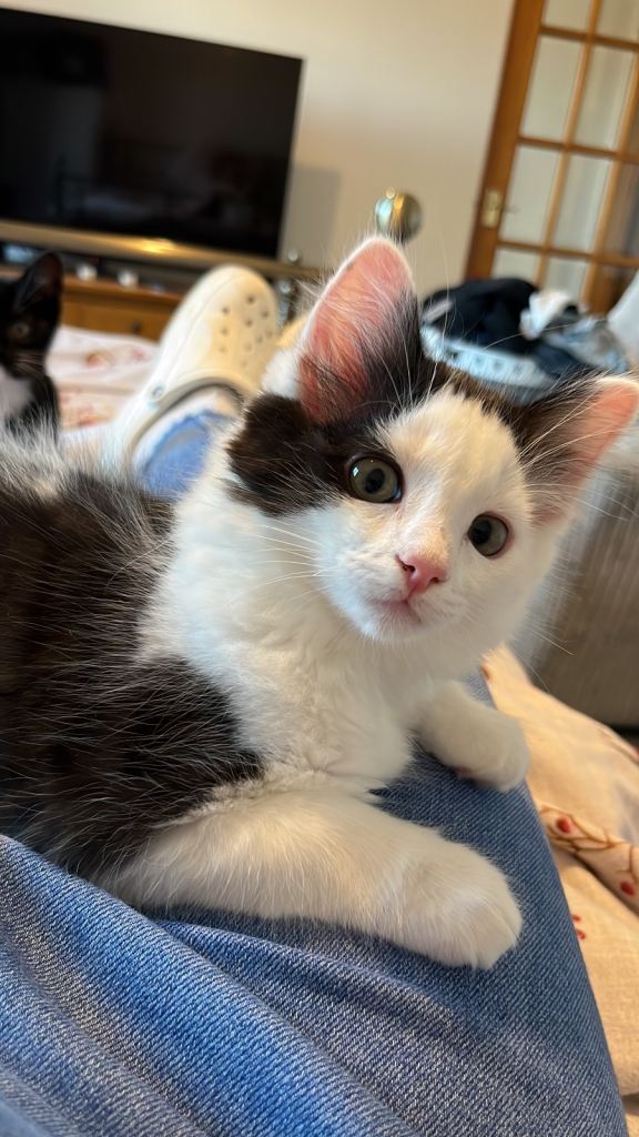 Ragdoll mixed kitten 