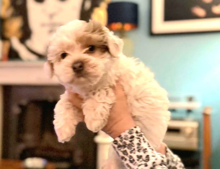 Beautiful home bred F2 Maltese Puppies