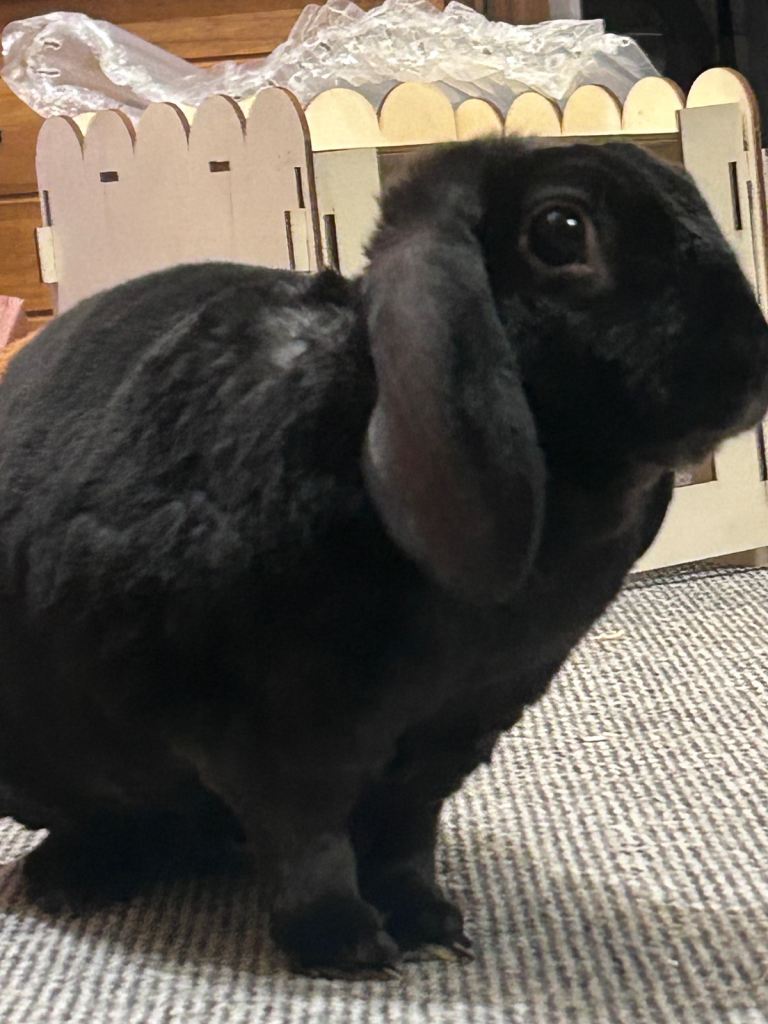 2 male rabbits