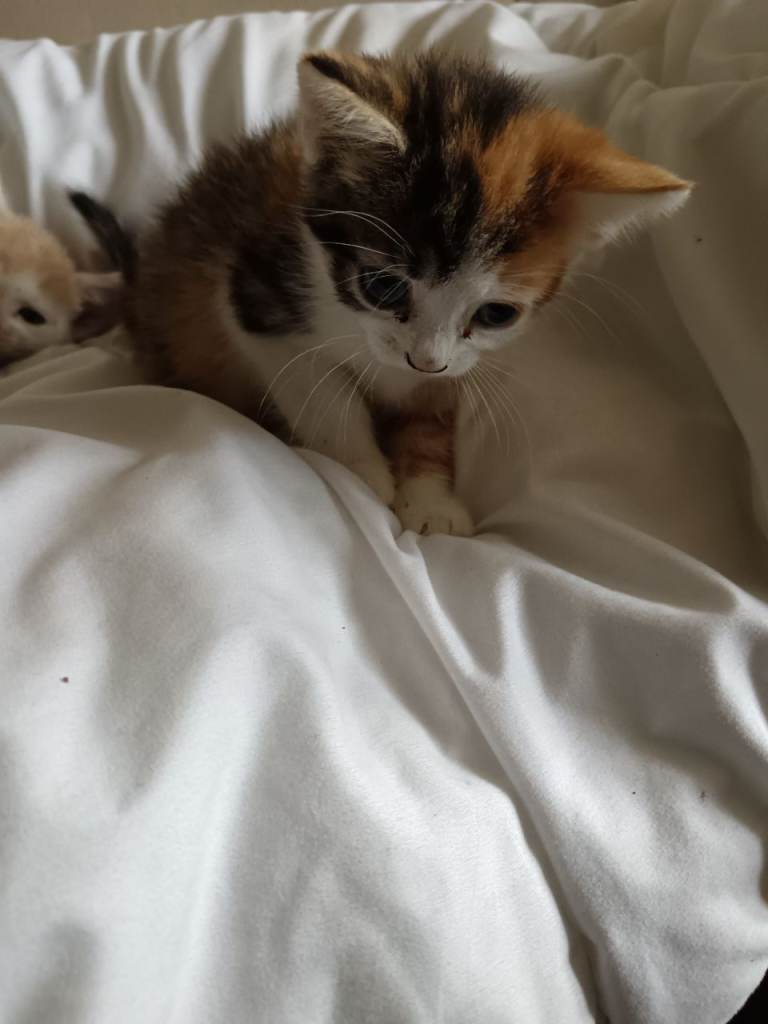 Kittens for sale 