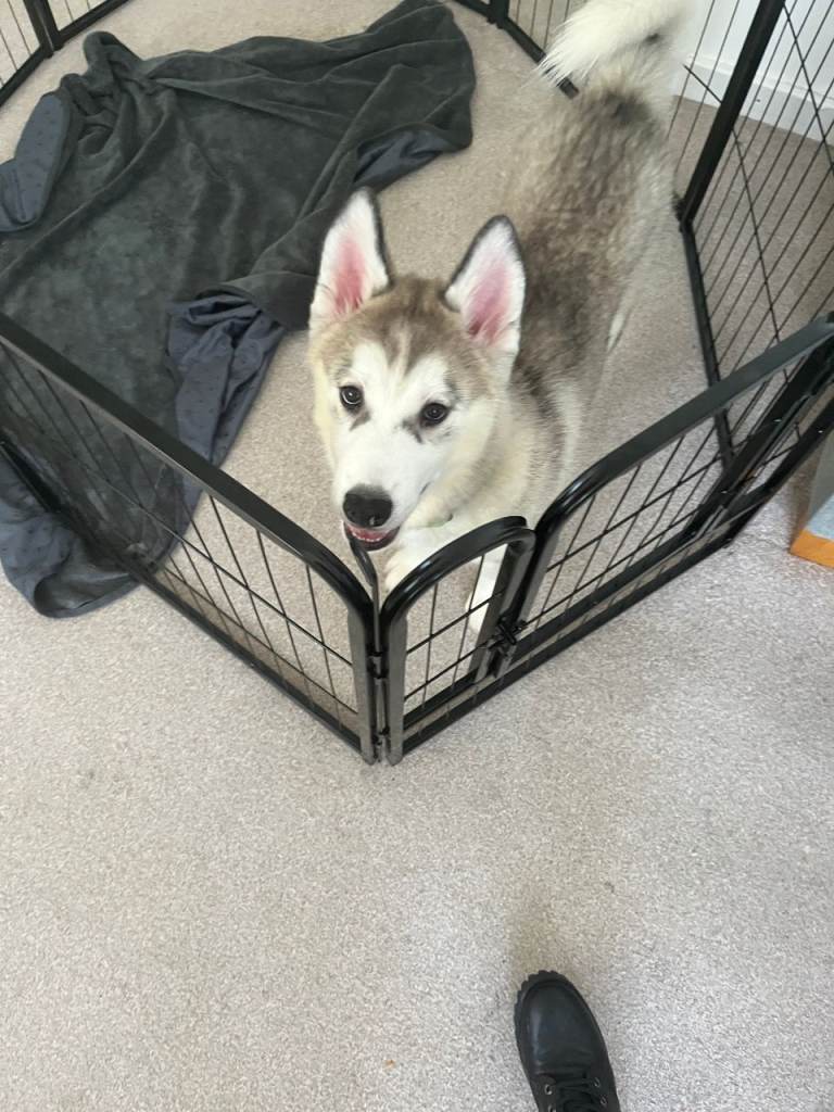 Pure Siberian Huskie pups . 1 boy
