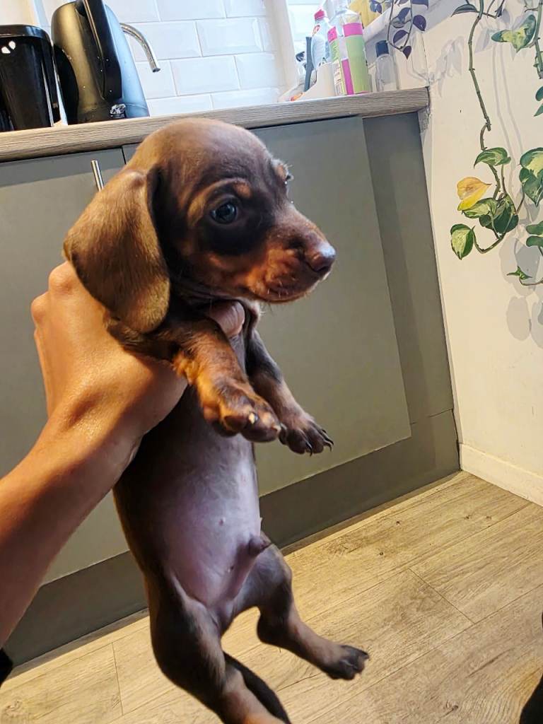 Gorgeous dachshunds ready for new homes