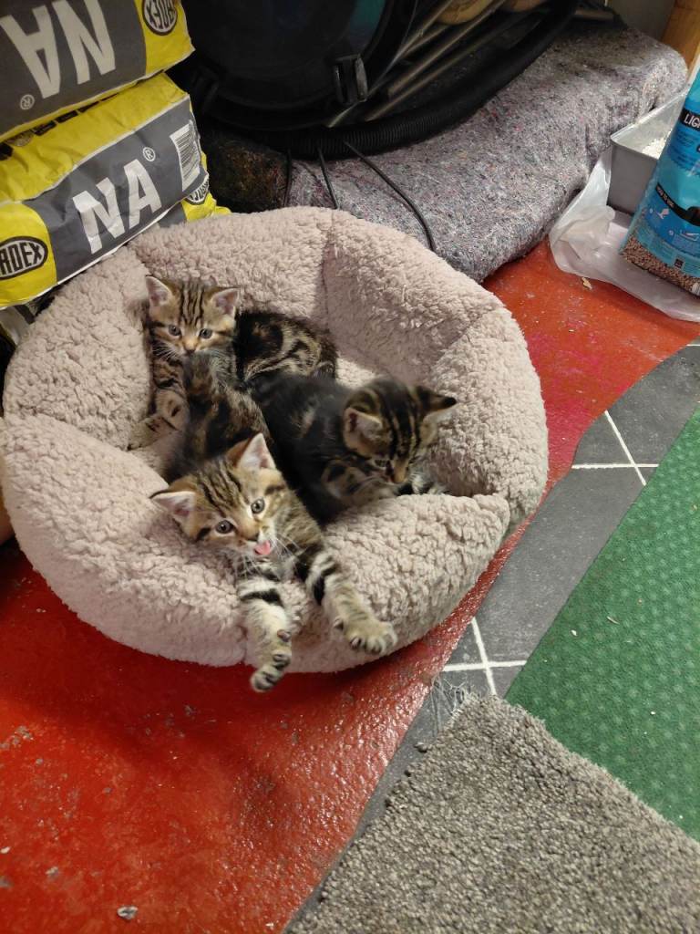 Kittens 