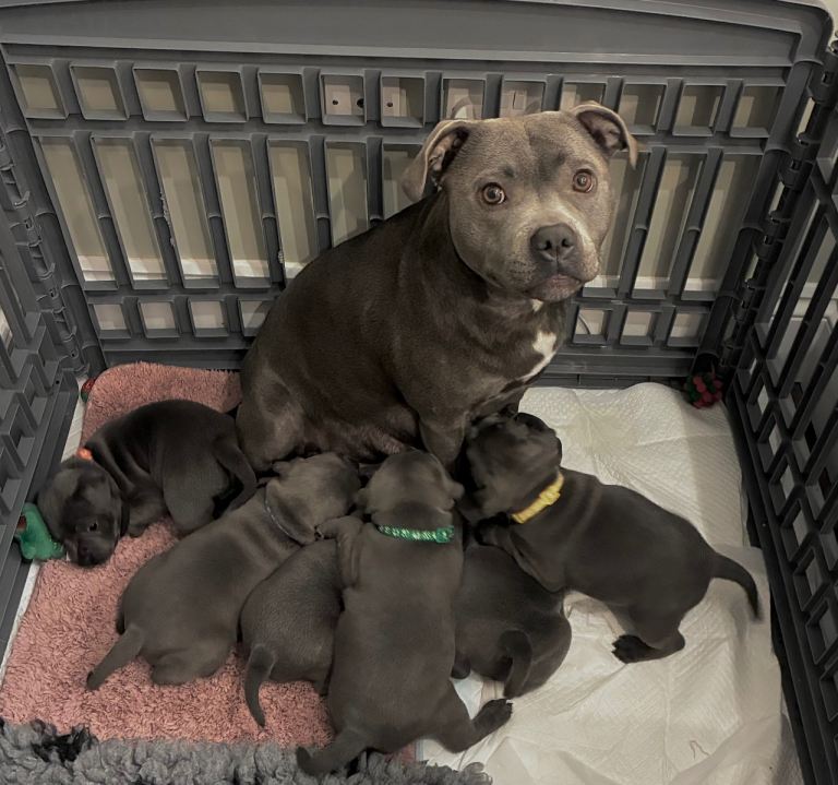 KC registered Blue Staffies 