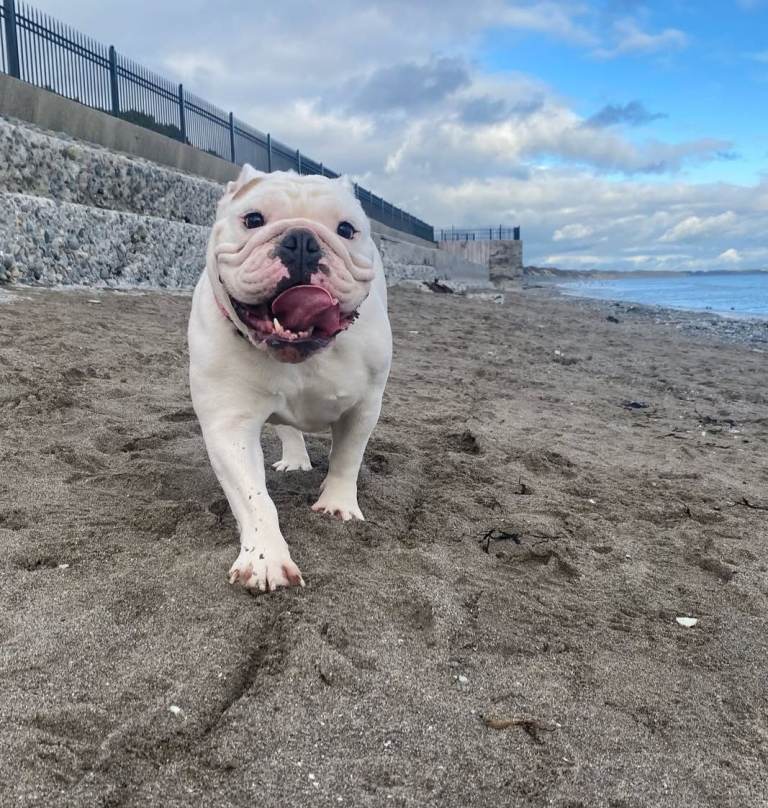  ❤️ Beautiful English Bulldog Seeking a Loving, Forever Home ❤️