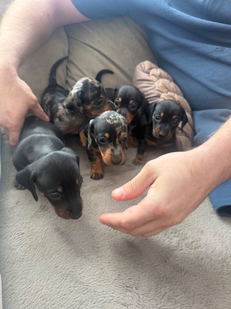 Miniature dachshund puppies 