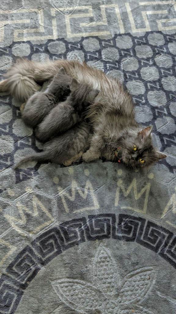 Kittens for sale 