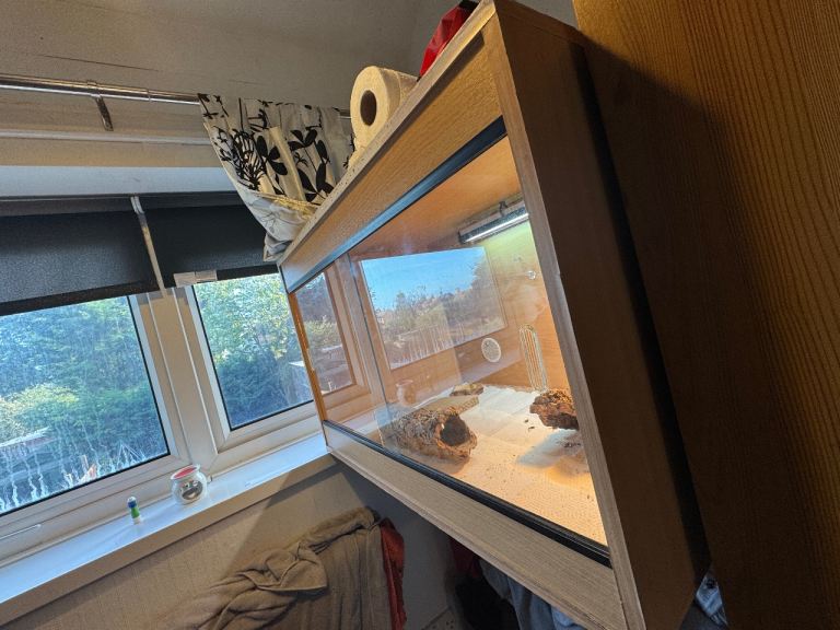 Bearded dragon and Set up
