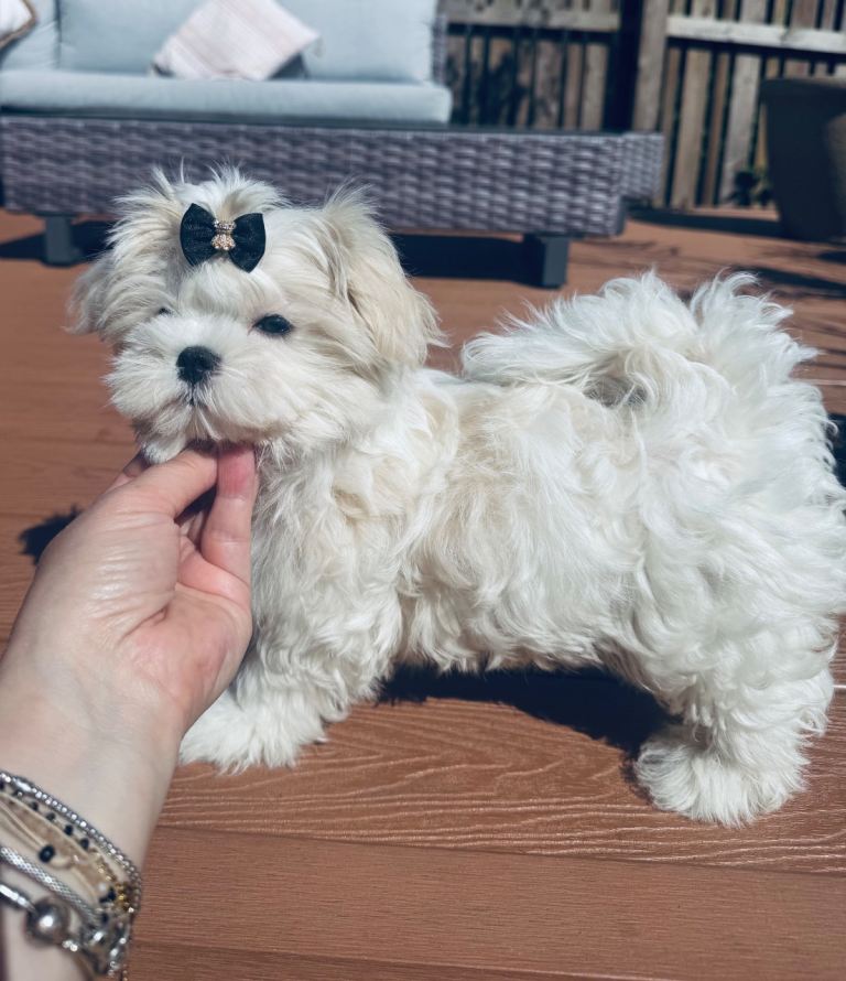 KC registered 🏆Maltese 🏆