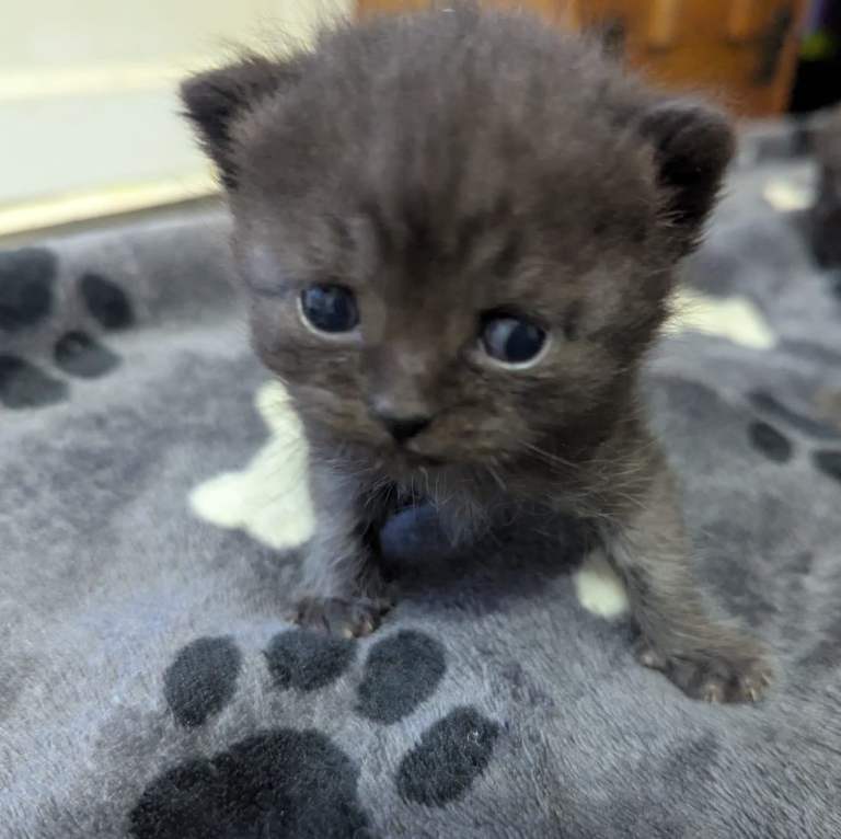 Adorable British Shorthair (BSH) *all kittens now reserved*- Ready in April