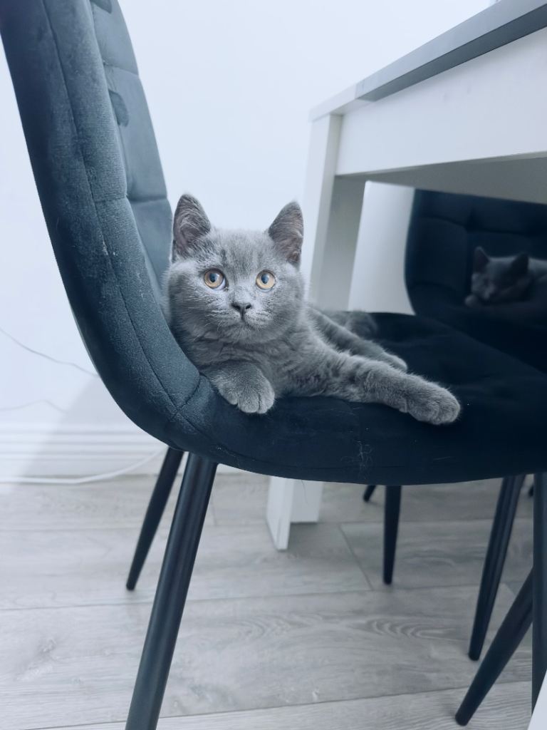  “Purebred British Blue Shorthair Kittens 13 weeks Old - 2 Available”