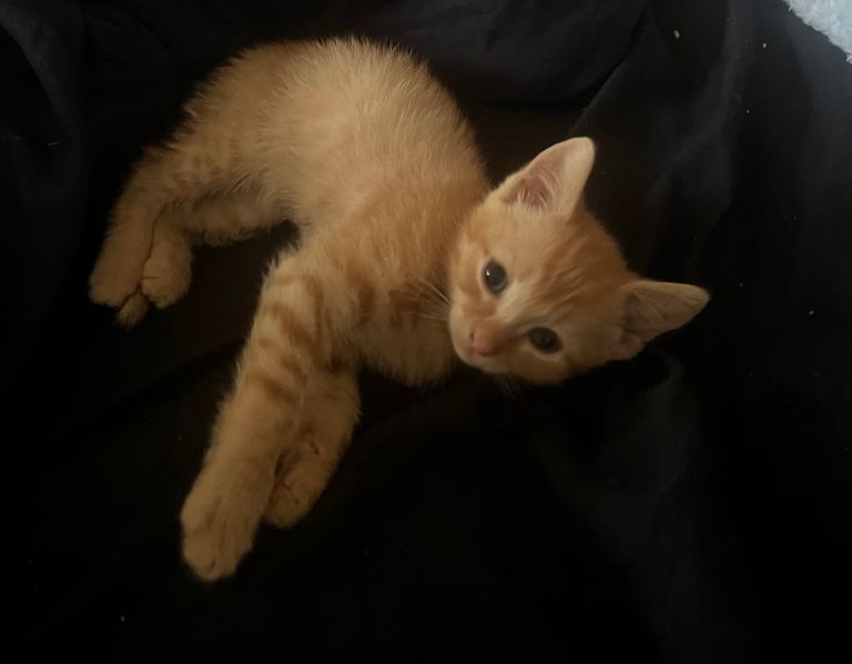 RESERVED 9 week old kittens for sale 