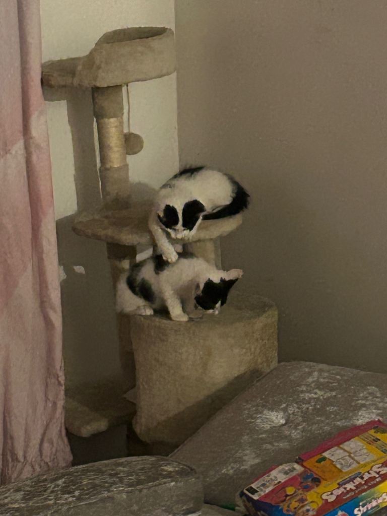 Four beautiful kittens so17
