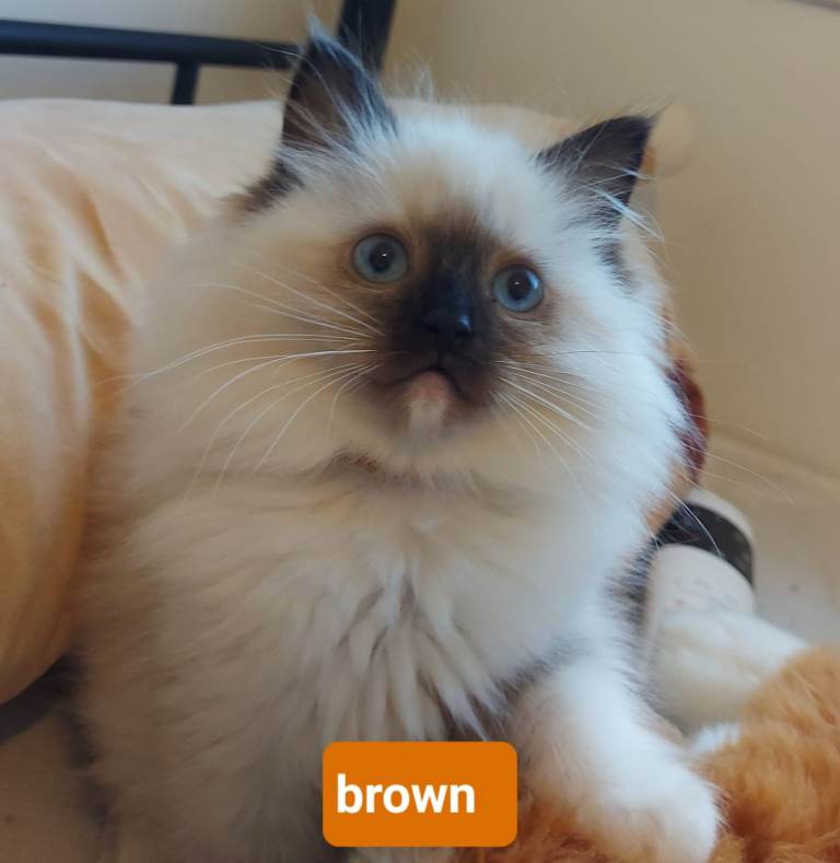 Lovely Ragdoll kittens raised in family home.