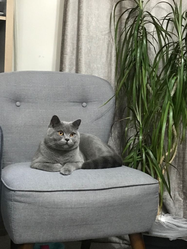British Shorthair Cat – Neutered, Vaccinated & Microchipped + Full Setup