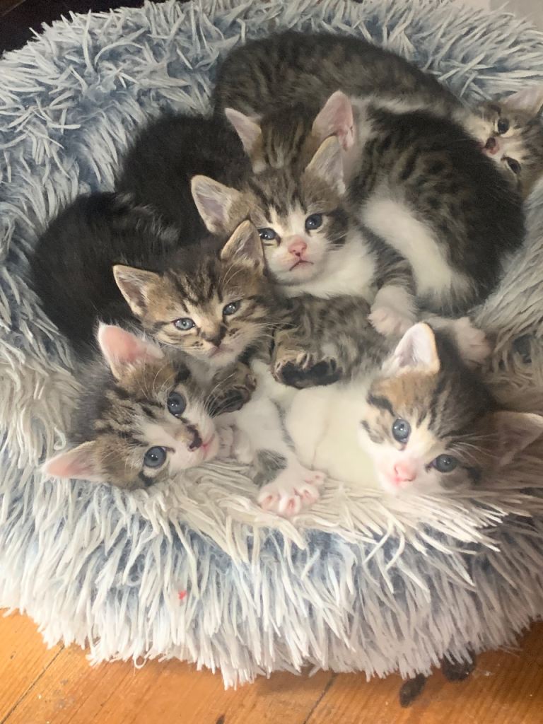 Kittens for sale 6 available in 2 weeks tabby and white mix