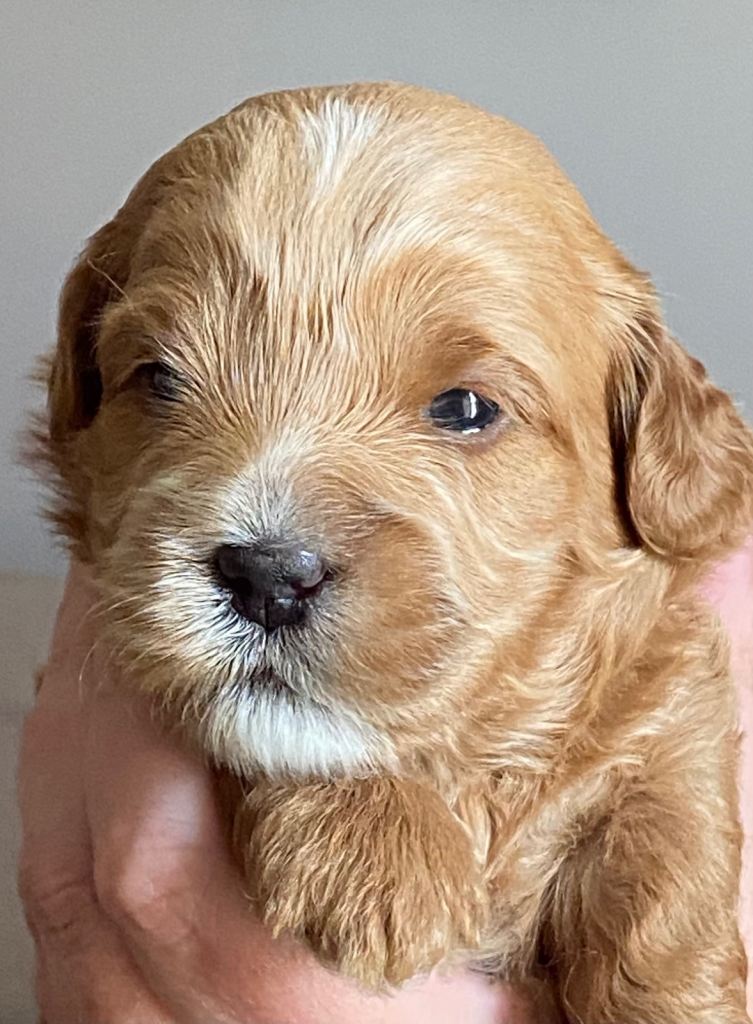 Shorkie poo puppies 