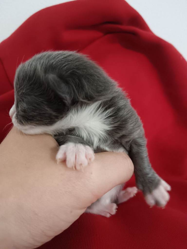 Maine Coon X Ragdoll cross kittens