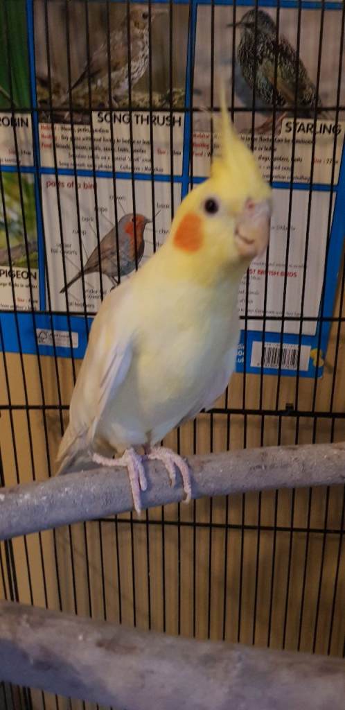 Cockatiel for sale