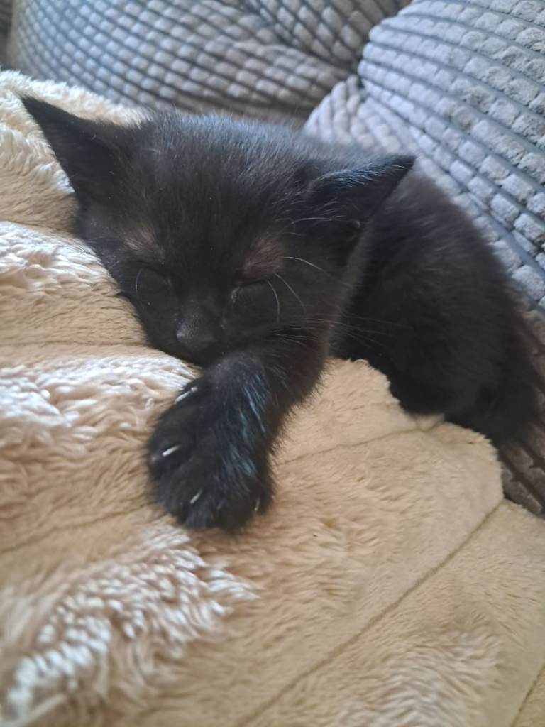2 kittens male 50 each